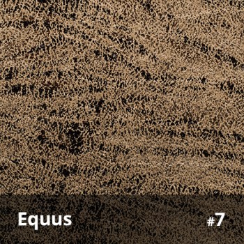 Equus 7